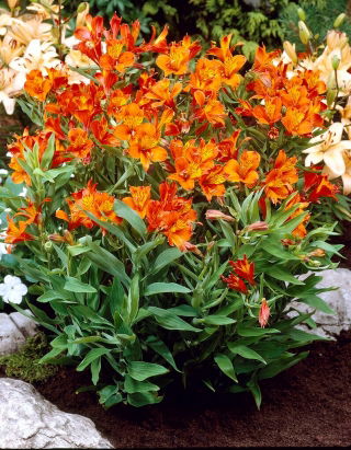 Peruviaanse lelie - Alstroemeria Orange King - 1 st - 