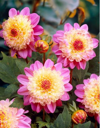 Dahlia - Lambada