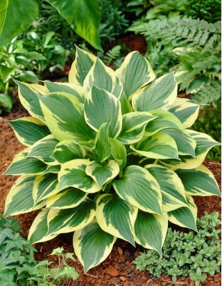 Hosta - Anne - Rhizome