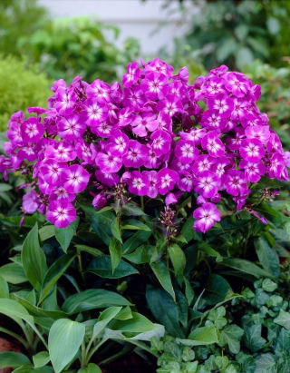 Phlox (Phlox) - 'Uspech' - Giga Pack! - 50 pcs.