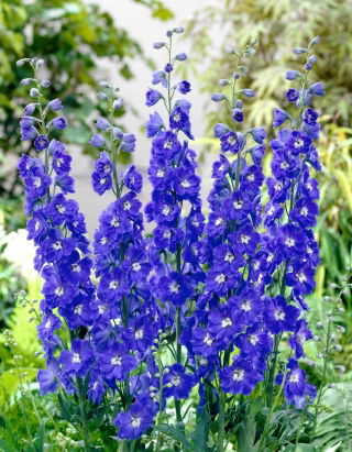 Rittersporn - Blauw - Delphinium - Wurzelnackte