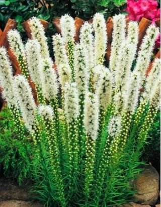 Liatris Alba, Gayfeather - 10 žarnic