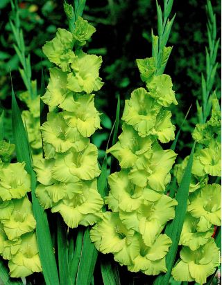Glaïeuls - mix - paquet de 5 pièces - Gladiolus