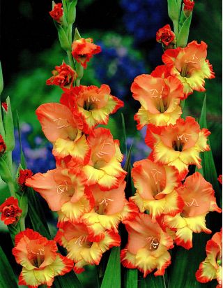 Gladiole Princess Margaret Rose - 9 Stück in Topf; Schwertblume