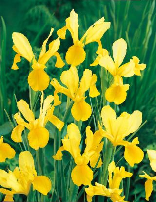 Iris hollandica, Holländische Schwertlilie Golden Harvest - 10 Zwiebeln