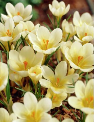 Sáfrány Cream Beauty - csomag 10 darab - Crocus Cream Beauty