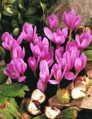 Colchicum - Violet Queen