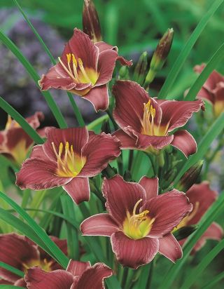 Daylily Little Missy - 