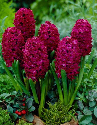 ดอกผักตบชวา - ไม้ดอกผักตบชวา - 3 หลอด - Hyacinthus