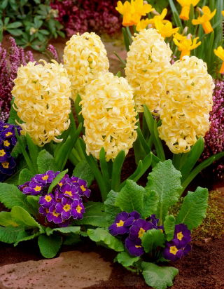 Hyacinth City of Haarlem – large pack! – 30 pcs