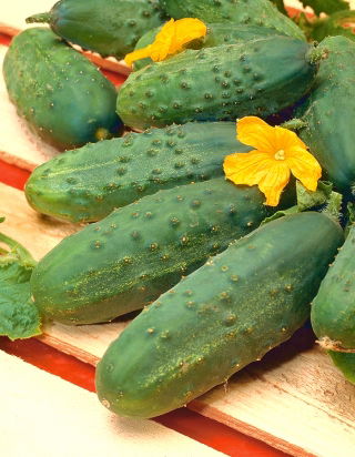 Gurka - Victoria F1 - 175 frön - Cucumis sativus