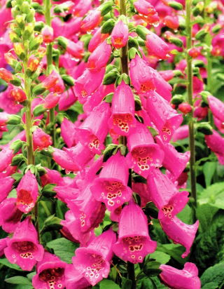 Digitalis, Foxglove Camelot Rose