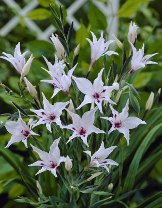 Painted Lady Gladiolus, Gladiolus carneus - Grootverpakking - 50 st - 