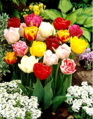 Selection double tulipe - Double mix - Pack XL - 50 pcs