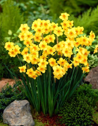 Daffodil, narcissus Martinette - XXXL pack  250 pcs