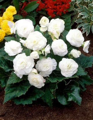 Multiflower begonia - Multiflora Maxima - white flowers - 2 pcs