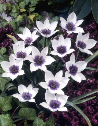 Tulpe - "Alba Coerulea Ocul" - 5 Stk