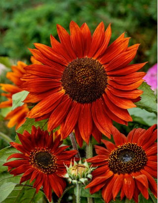 Sunflower - Velvet Queen - Helianthus annuus - 1 kg - Low-Maintenance, High-Impact - For Professionals and Hobbyists - Fresh Seeds