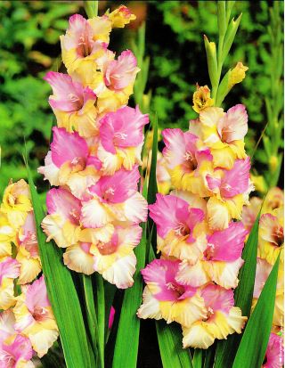 Glaïeuls - mix - paquet de 5 pièces - Gladiolus
