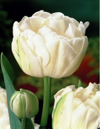 Tulipa Mount Tacoma - Tulip Mount Tacoma - 5 bulbs