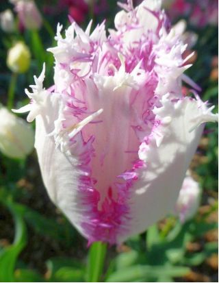 Cardul Tulipa Aria - Cardul Tulip Aria - 5 bulbi - Tulipa Aria Card