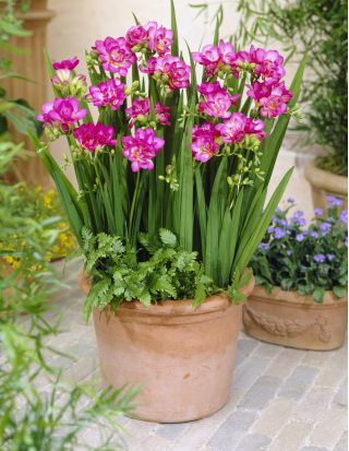 Fréziák - Double Pink - csomag 10 darab - Freesia
