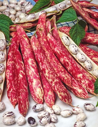 Speckled French bean "Flambo"