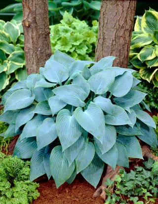Hosta 'Canadian Blue'; plantain lily, giboshi