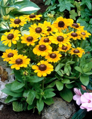 Toto Susan met zwarte ogen (Rudbeckia hirta) - groot pakket! - 10 stuks - 