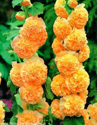 Alcea, Hollyhocks Orange - nagy csomag! - 10 db.