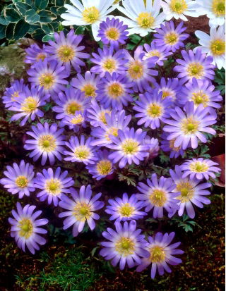 Balkan anemone "Charmer" - Paket besar - 80 pcs; Bunga angin Yunani, bunga musim dingin - 