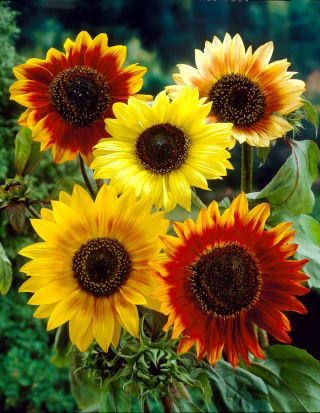 Dísznapraforgó - Autumn Beauty - Helianthus annuus - 100 g - Többszínű virágok, méhbarát - Friss vetőmagok