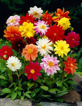 Dahlia 'Unwin Mix'