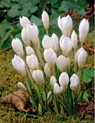 Crocus Miss Vain - 10 bulbs
