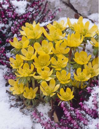 Eranthe d'Hiver - Eranthis cilicica - paquet de 5 pièces