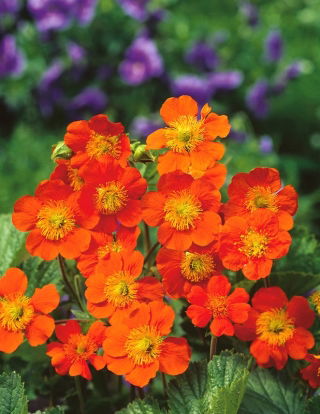 Карликовые оранжевые авены; Red Avens - 