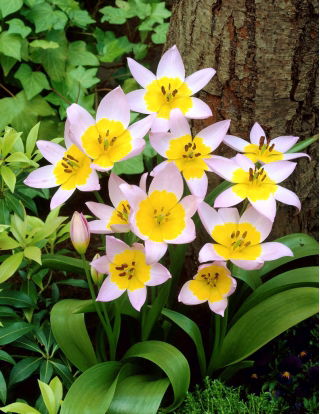 Tulipán - Saxatilis - Tulipa - Termeszetes szinek harmoniaban - Virághagymák - Nagy csomag - 50 db