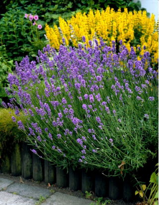 Purple lavender - large package! - 10 pcs
