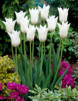 White Triumphator tulip - XL pack - 50 pcs