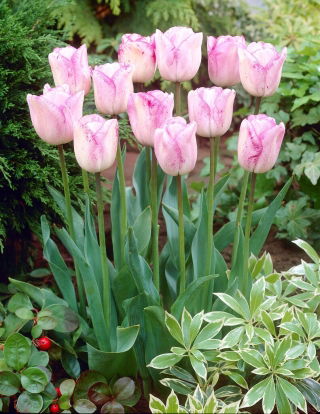 Tulipa Shirley - Tulip Shirley - XXXL pack  250 pcs