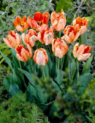Apricot Parrot tulip - 5 pcs