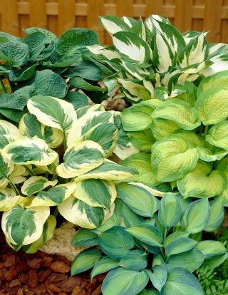 Hosta - mix di varietà con foglie di colore diverso; giglio piantaggine - confezione XL - 50 pz