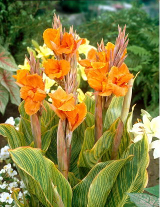 Canna Lily - Striata - Large Pack! - 10 pcs.