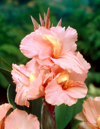 Canna lily - beleza de salmão