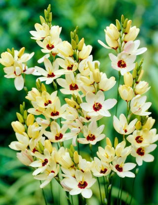Lirio de maíz (Ixia) - Marquette - 25 piezas