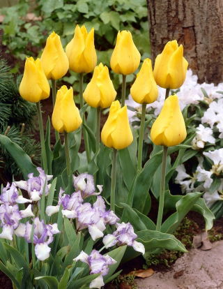 Tulpe - "Golden Tango" - 5 Stk
