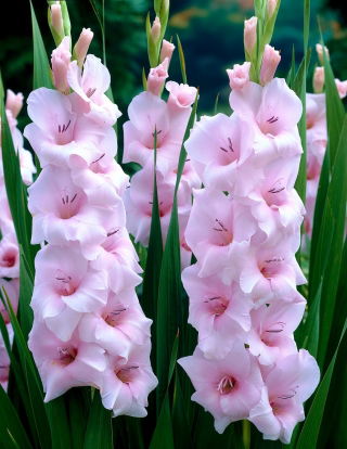 Gladiolus, Kardvirág 'Orleans' - 5 db.