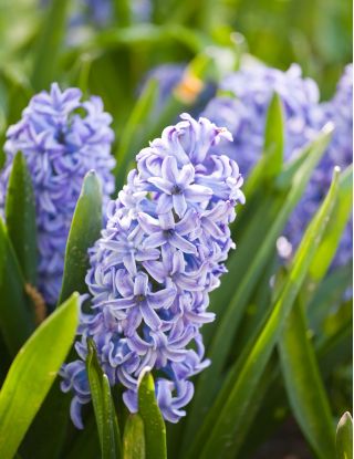 Hyacinthus Sky Jacket - Hyacinth Sky Jacket - 3 bulbs
