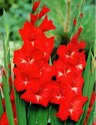 Glaïeuls - mix - paquet de 5 pièces - Gladiolus