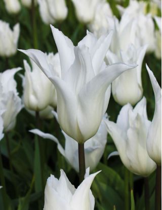 Tulp White Wings - pakket van 5 stuks - Tulipa White Wings